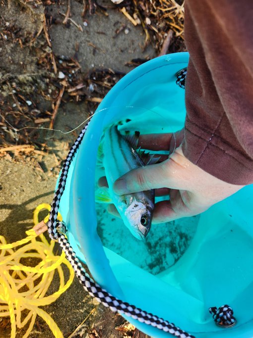 という訳で加江田川河口釣行から帰還。最初の方はキスやらコトヒキが釣れてたけど日が昇ってからは地獄のクサフグ軍団🐡の猛攻が凄まじく釣りになりませんでしたw 