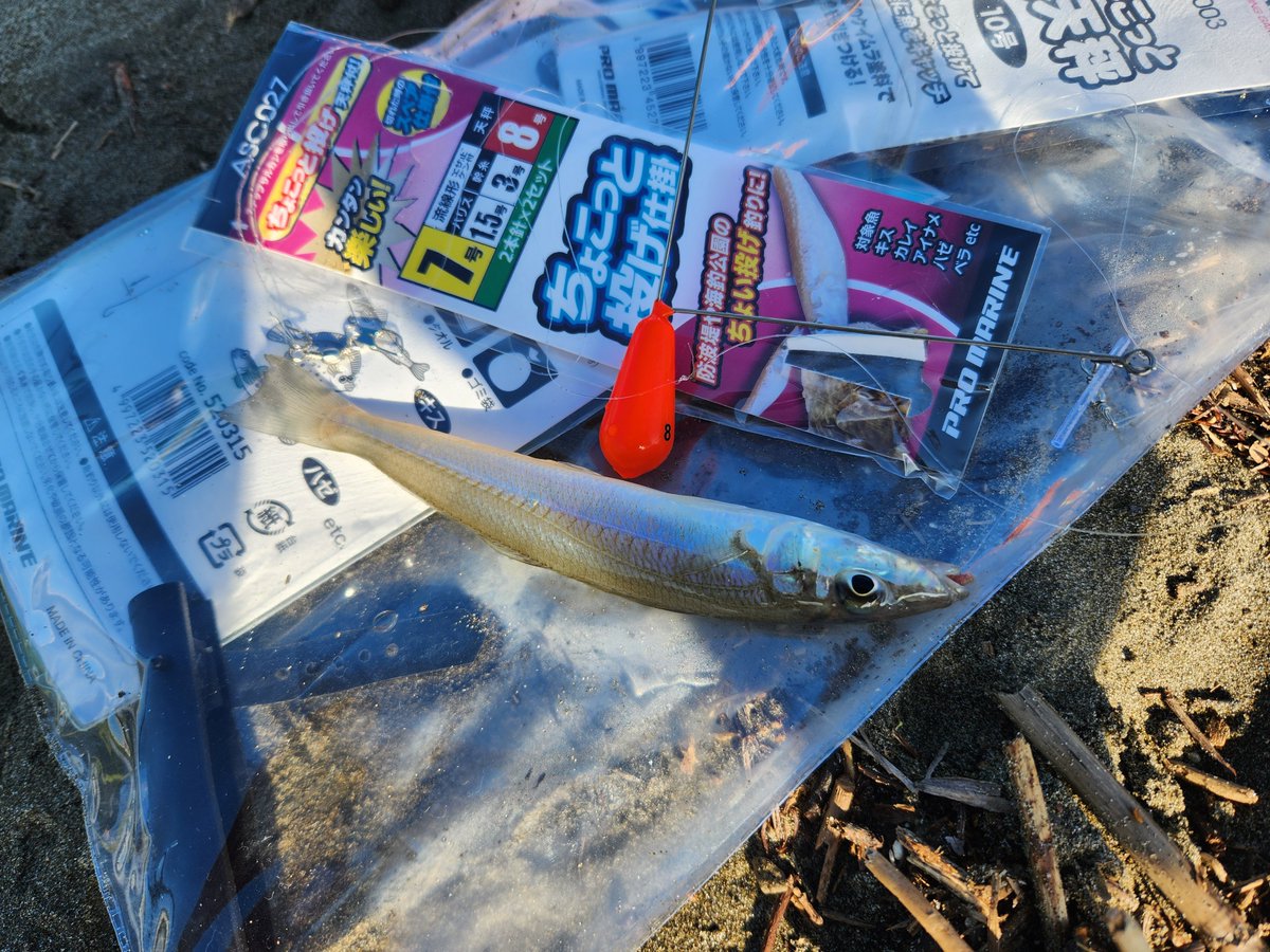 という訳で加江田川河口釣行から帰還。最初の方はキスやらコトヒキが釣れてたけど日が昇ってからは地獄のクサフグ軍団🐡の猛攻が凄まじく釣りになりませんでしたw 