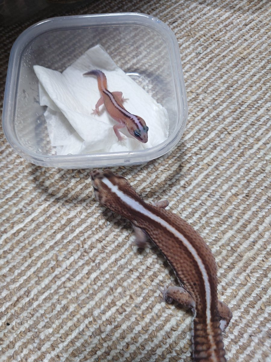 緋ページ ぱじ on X