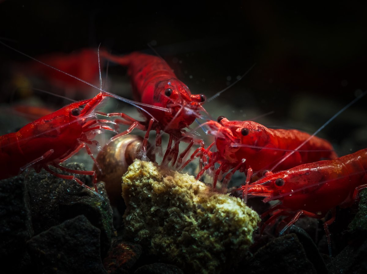 bob_steenfott's tweet photo. Want high-quality shrimp and plants for your tanks? 🦐🌿
Head over to https://t.co/s10hzFf2Vu and use my code STEENFOTT5 for 5% off!
Support a small business that ships amazing livestock. 💧 #shrimpkeeping https://t.co/GfmdVAaztL