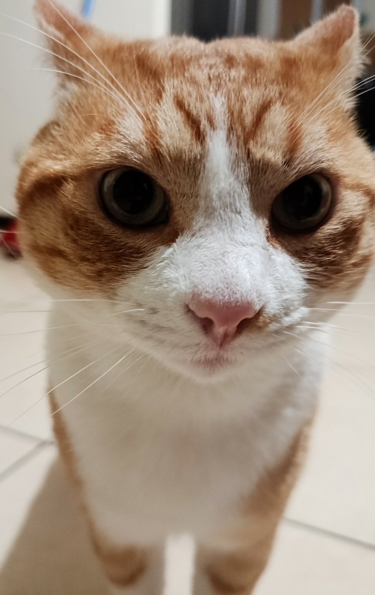 Cloudery_ccd's tweet image. Shu, porang porang linos 
#LeeKnow #linos