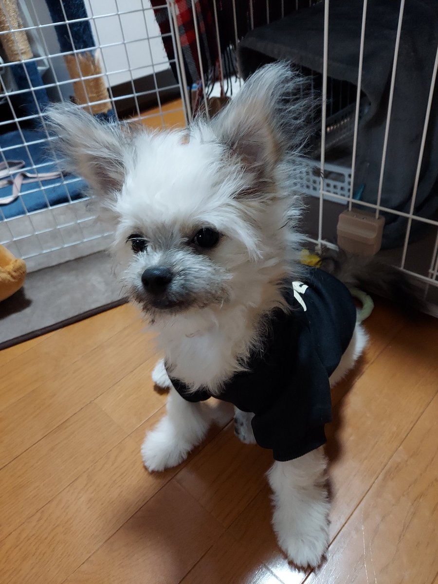 HaRuRuRuRu86's tweet photo. 遅速報 犬が来た
猫とのなかも良好 https://t.co/e4ivKD97NC