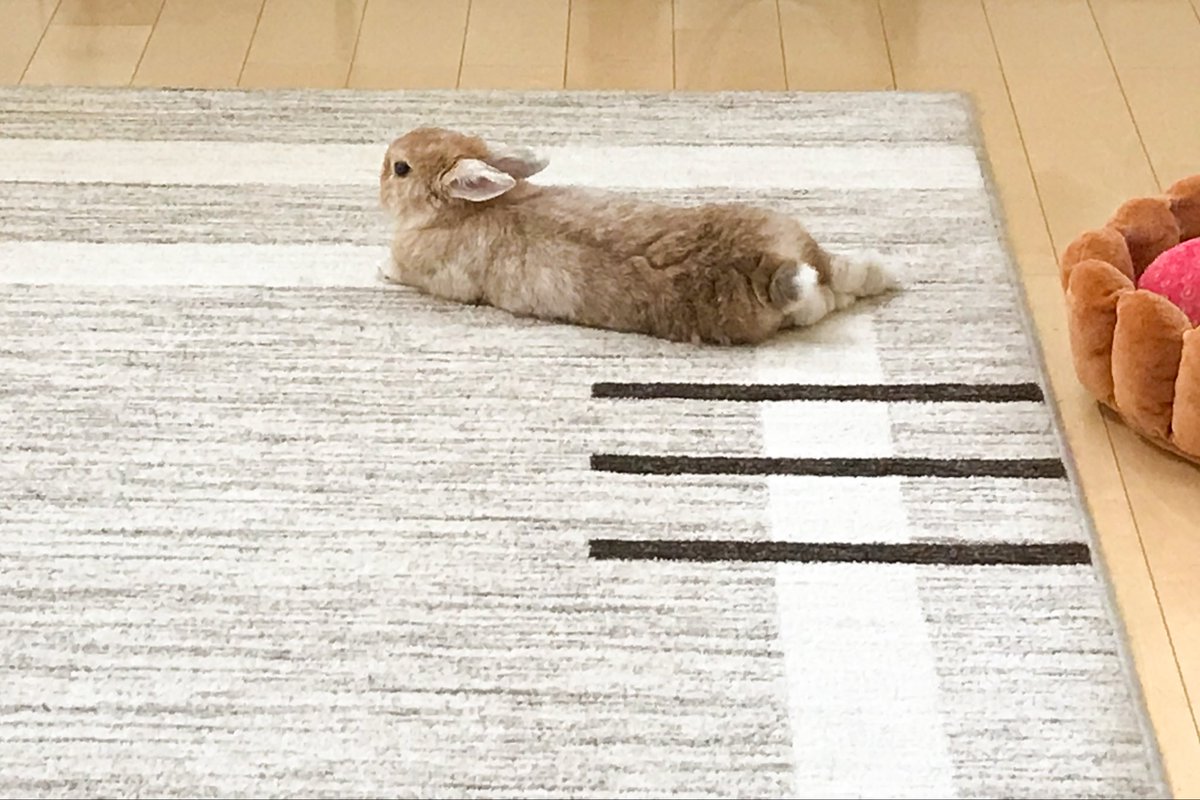 うさぎのタルトさんち🐰Tart&Chiffon on X