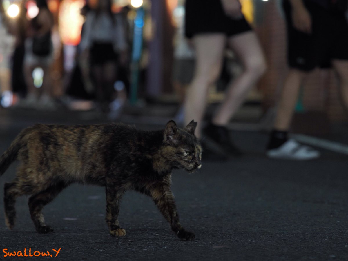 SWALLOWinRed's tweet image. 2025.9.27
#猫    #猫写真  #夜猫  #サビ猫  #街猫  #外猫  #外猫GO 
#cat 
#catinthenight 
#僕らの居場所は言わにゃいで 
#フラッシュ使って撮らにゃいで
#catjustwalking 
#おんなじ街で生きている
