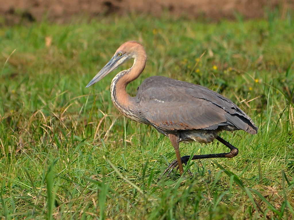 #أطول_منقار_طائر_5

مالك الحزين جالوت - Goliath heron
الاسم العلمي: Ardea goliath
مالك الحزين جالوت ، المعروف أيضًا باسم مالك الحزين العملاق ، هو طائر كبير جدًا في الخوض من عائلة مالك الحزين البلشونيات. توجد في أفريقيا جنوب الصحراء الكبرى ، مع وجود أعداد أقل في جنوب غرب وجنوب