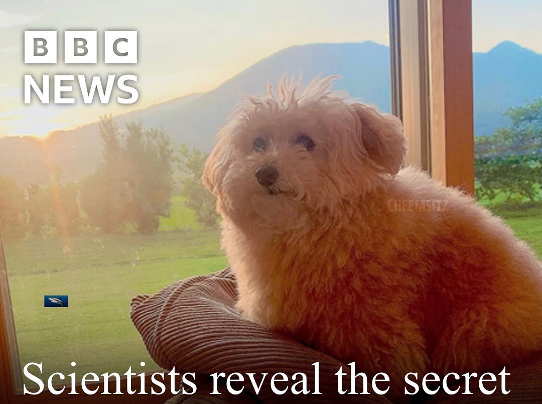 equine__dentist's tweet image. *gulps* what secret