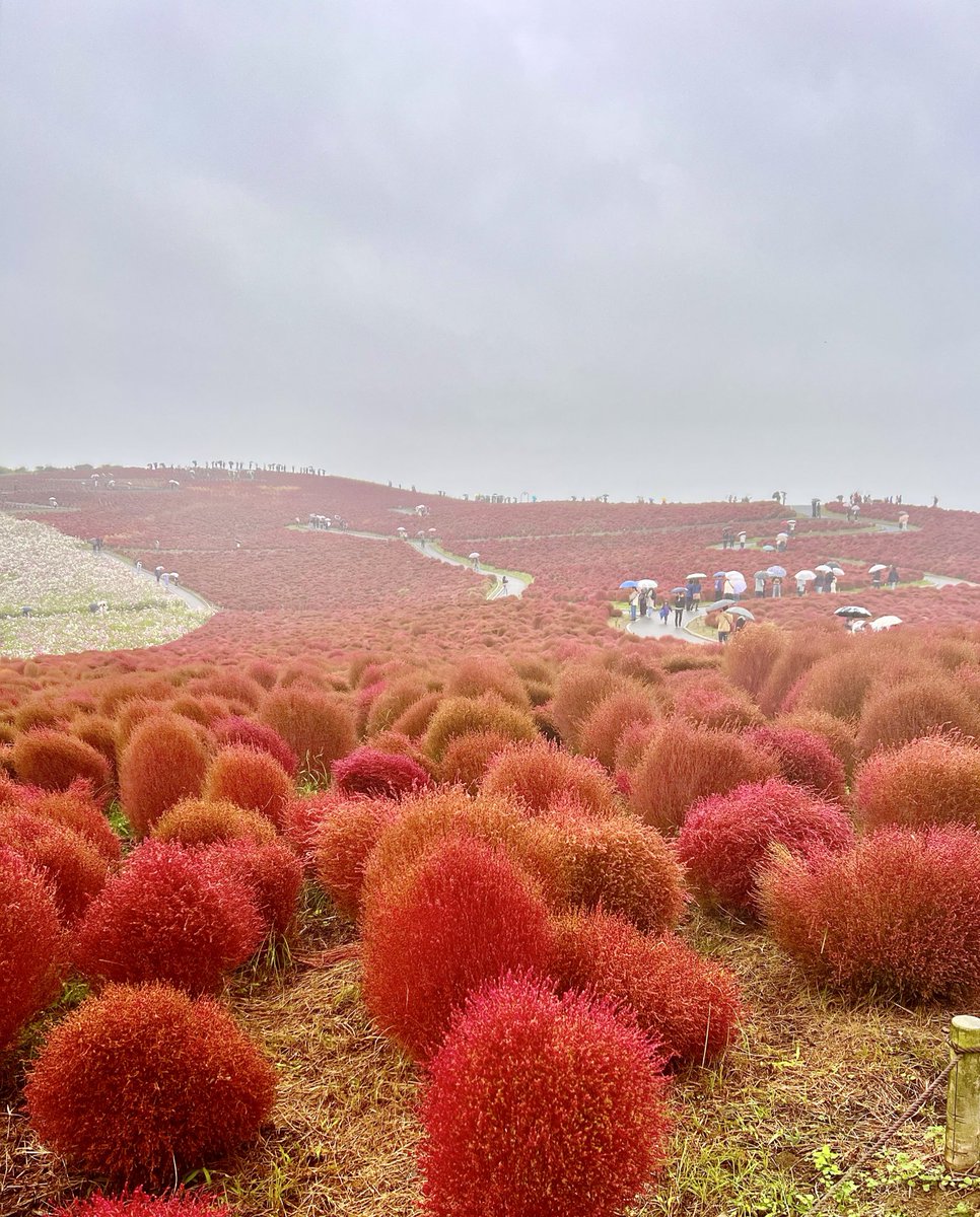 mugi　⚠プロフ確認ください⚠です Mugi(むぎ) 🐢 (@NftMugimika) / Posts / X