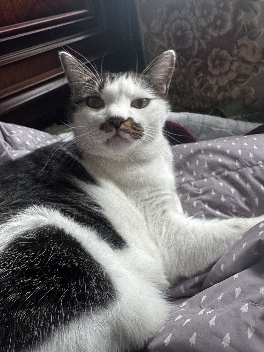 キジトラのヒメSHOP♕ページ（作成中） キジトラのヒメSHOP♕様専用ページ（作成中）