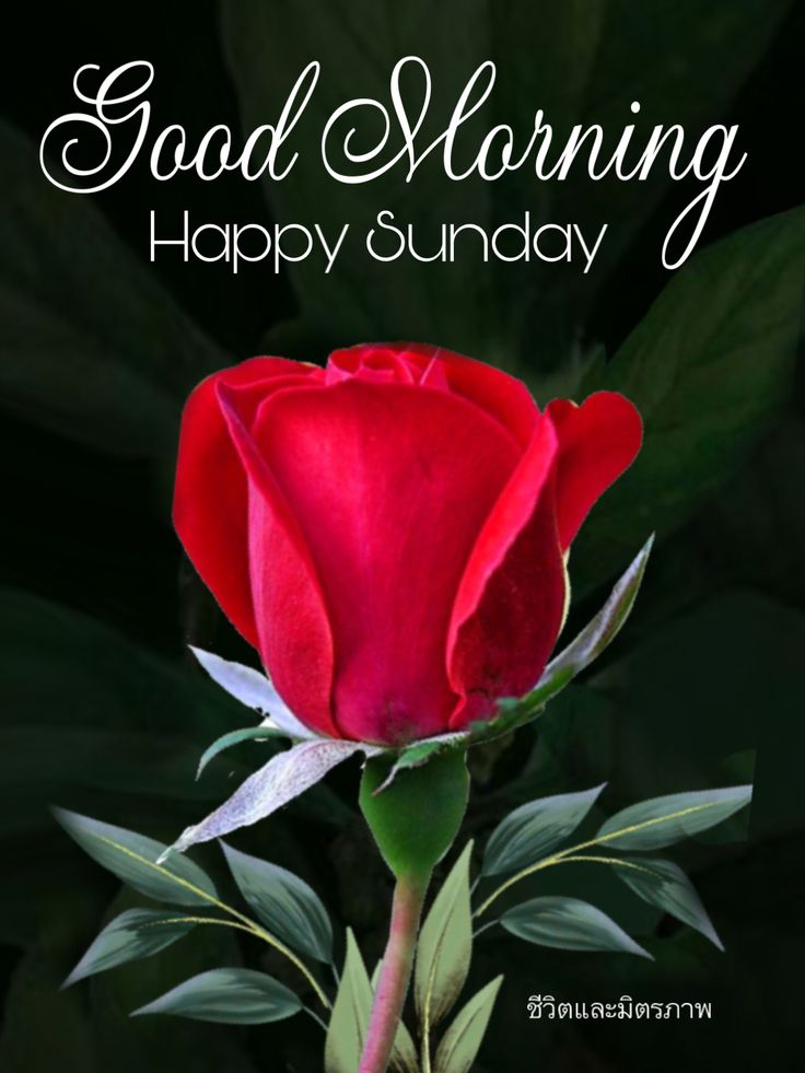 <a href="/3eHR2gU5bwuZQFP/">Mishra SN</a>