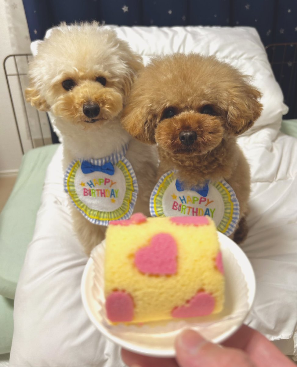 kinseishosho's tweet photo. 忙しさを言い訳にしてだいぶ遅くなってしまったけれど、マロとチノお誕生日おめでとう！🎉もう少し色々準備する予定だったけど、またいっぱいおもちゃとかおやつとかプレゼントするからね！
5才と2才になった犬🐶 https://t.co/04roO70fHI