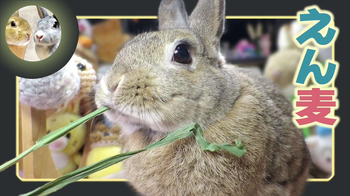 月うさぎ だいだい&アスカ先輩 on X