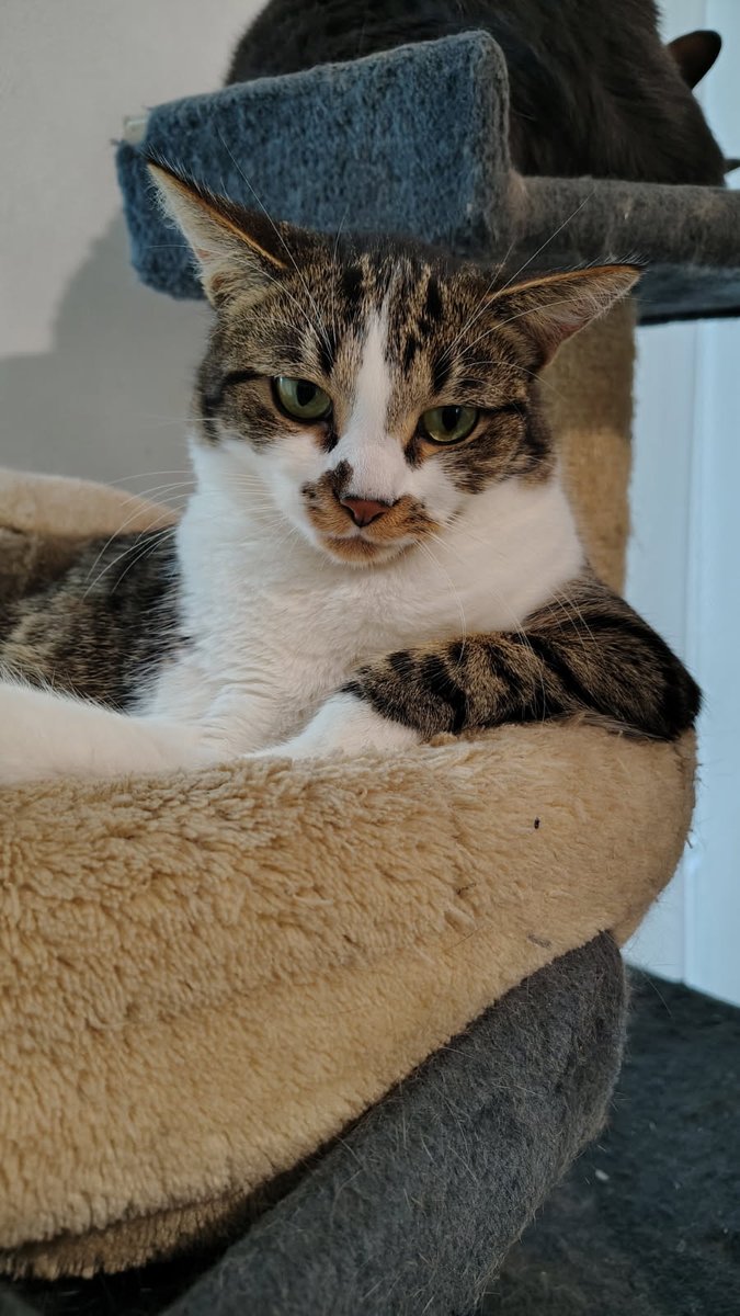 "Je constate que tu es rentré".
Artémis, l'insolence faite chat