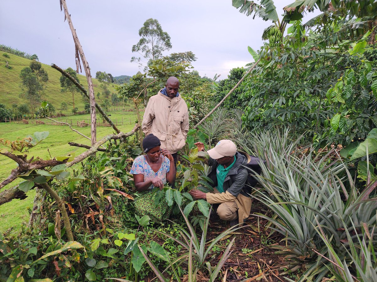 ecosev_uganda's tweet photo. As we continue to conserve the threatened medicinal plants @ecosev_uganda finds it imperative to monitor the growth and survival of  planted medicinal trees. Thanks to our partners in this noble cause including @ruffordgrants and @nfa https://t.co/vOQMAqaTsP