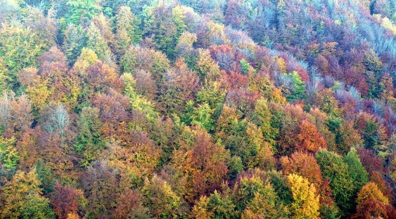 "Mirando el bosque he descubierto el color de mis sentimientos."
Joaquín Araújo, en su libro "El placer de contemplar".

📸: Otoño en la "Legua acotada", Zilbeti, Navarra, Nafarroa.

🎶🎙🎼🎧 Olga Román versiona a Joaquín Sabina: “Esta boca es mía”:
youtu.be/rIOD4fkOm6U?si…
