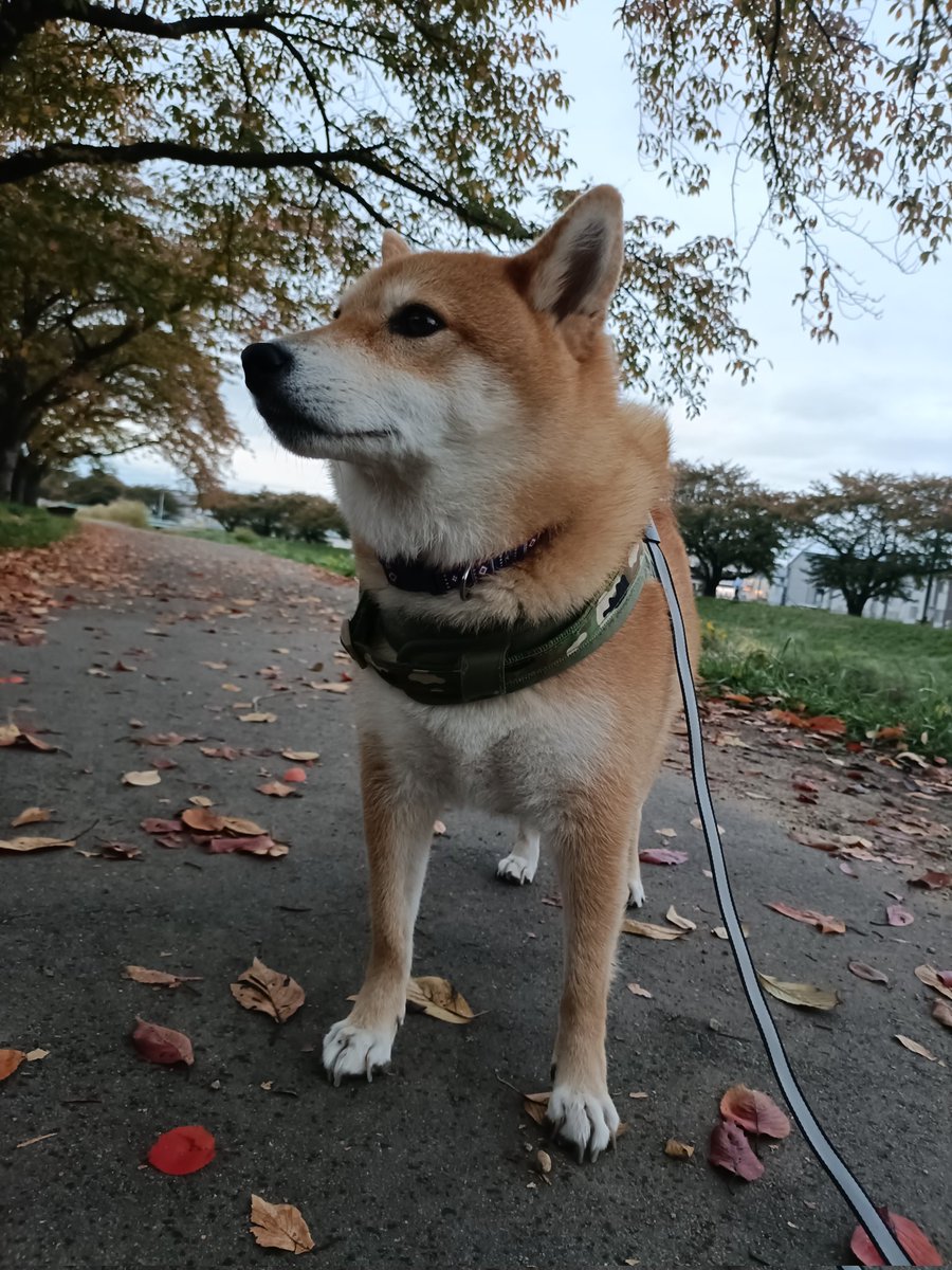柴イヌ 色似てる🤎 #柴犬 #しばいぬ #しば #柴 #shiba #shibainu #柴犬