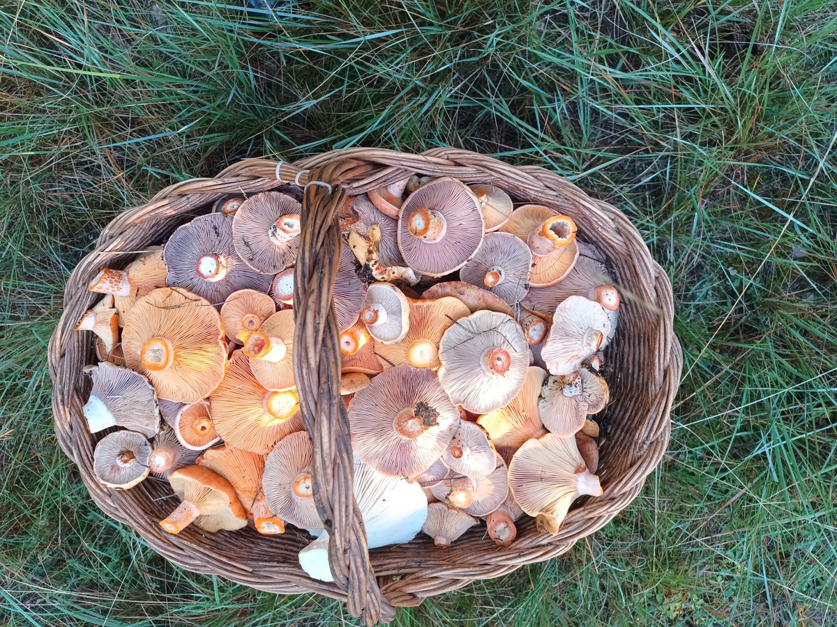 Los de Teruel existe no vienen al maestrazgo ni a por setas. 
Lo único que hacen es hacerse fotos en 4 manifestaciones "defendiendo" el maestrazgo.