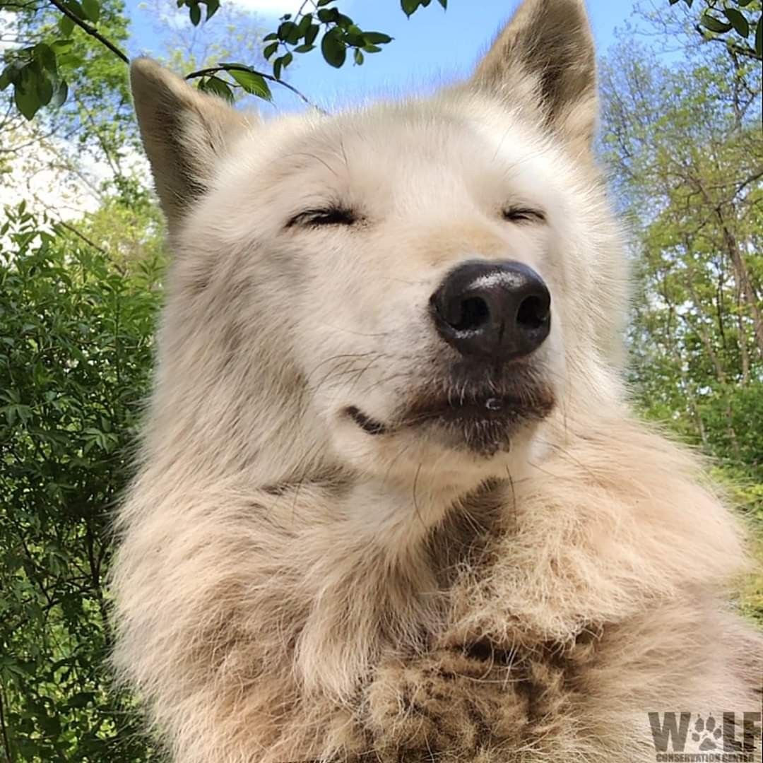 woofgonecrazy's tweet image. wolp why you trying not to laughhhhh brah