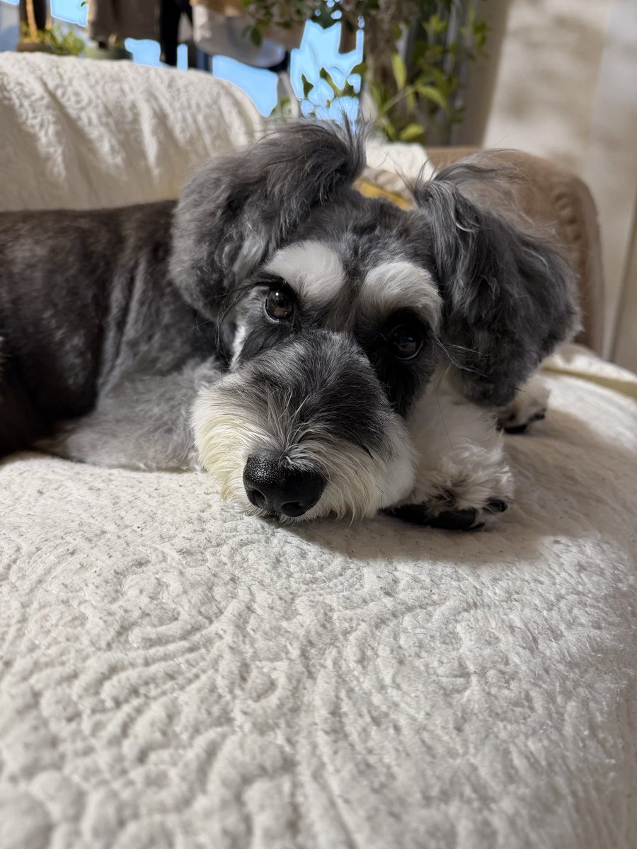 雨の中
カットに行ってきたよ
やっぱりお家がいいよー