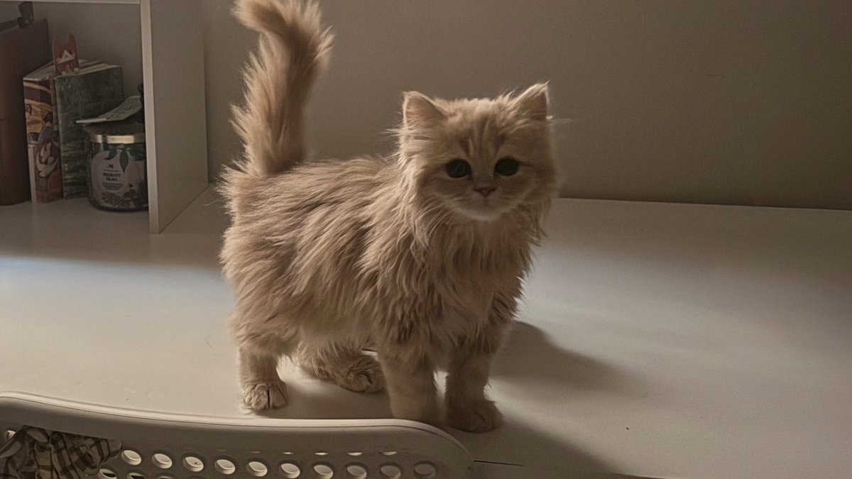 Chairo_00's tweet image. Morning ₍^. .^₎⟆