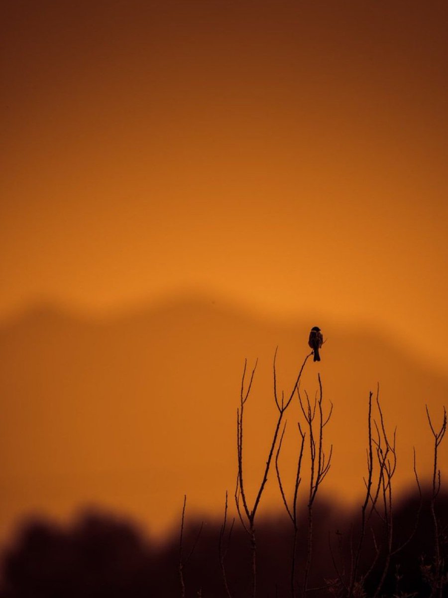 내 가야할 곳은 a

해는 서산 저물고
날개깃 접을 쉼터를 찾아야 한다

나를 받아줄 곳은
어디메도 없어 어느 가지에 몸 부치련다

다시 날이 밝으면
길 잃은 짝지를 찾아 또 얼마나 날아야할까

생각은 늘 그렇다
혼자보다는 둘이가 낳다고, 그게 쉬운 말인가