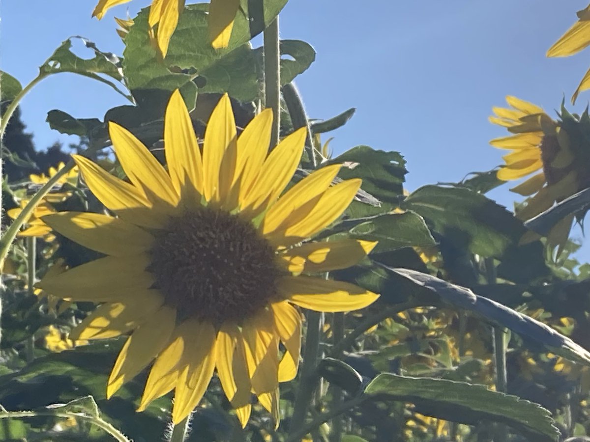 Kayo7424's tweet photo. 九州はまだひまわり🌻咲いてるよー
朝晩はひんやりして来たけど晴れた日の日中はまだ暑いな https://t.co/AUI4KKE1Kb