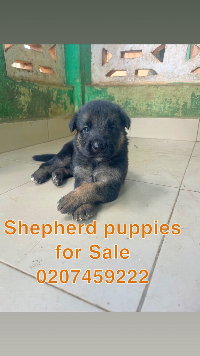 CynlaxBraids's tweet photo. German shepherd puppies Available 
Price: 3500
Flexible payment terms 
0207459222

Lipool | Mmoa | #ImisiAyanwale | "Them Dey" | Draw | Swears https://t.co/9Ie2SPqK6d