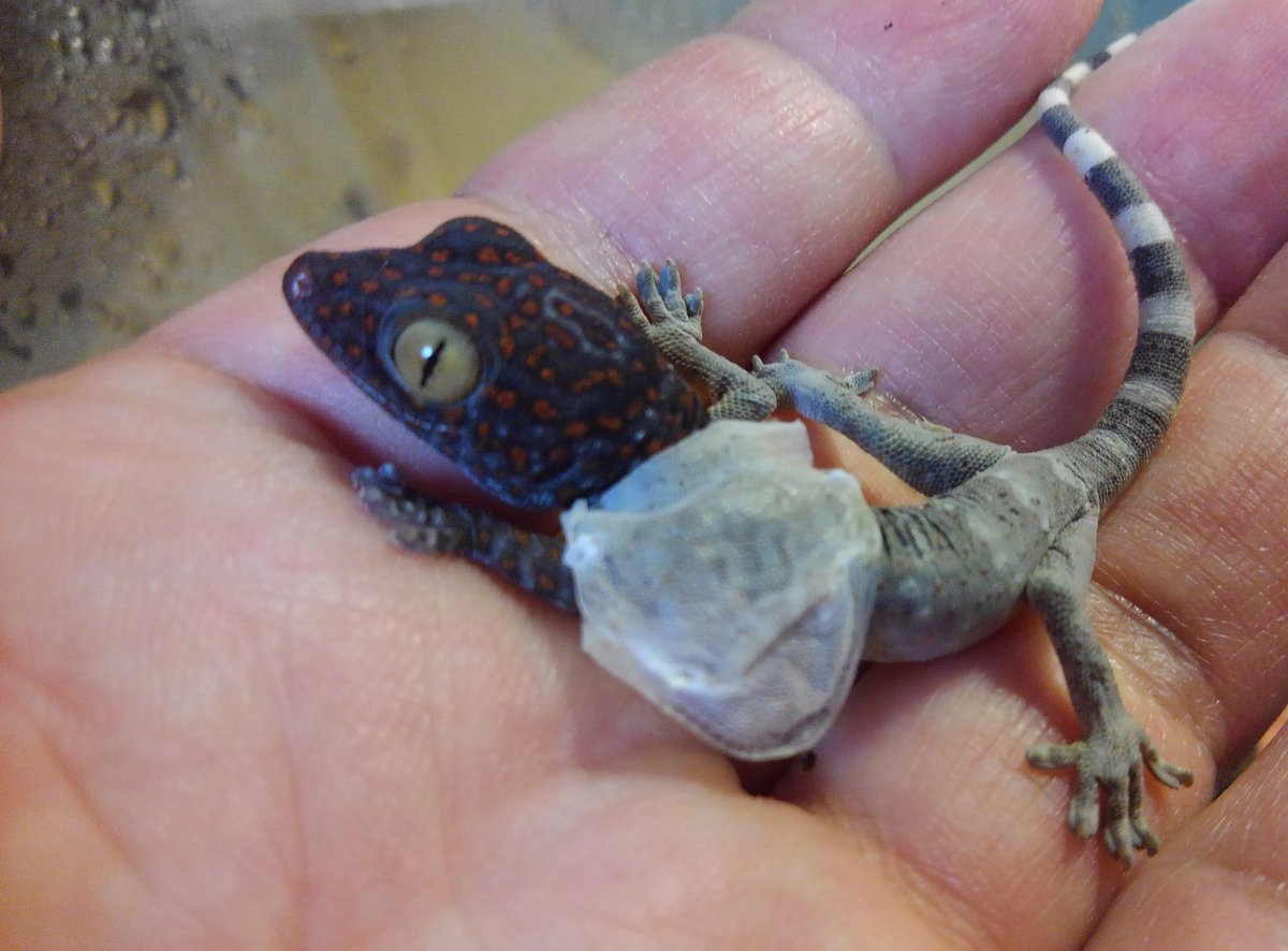 かおりっぺ (@Kaorippegogo) / Posts / X