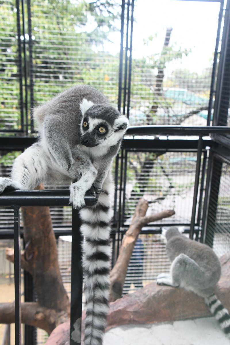 原画 ワオキツネザル #89 3f69166e944cfe628d5ff55d810472