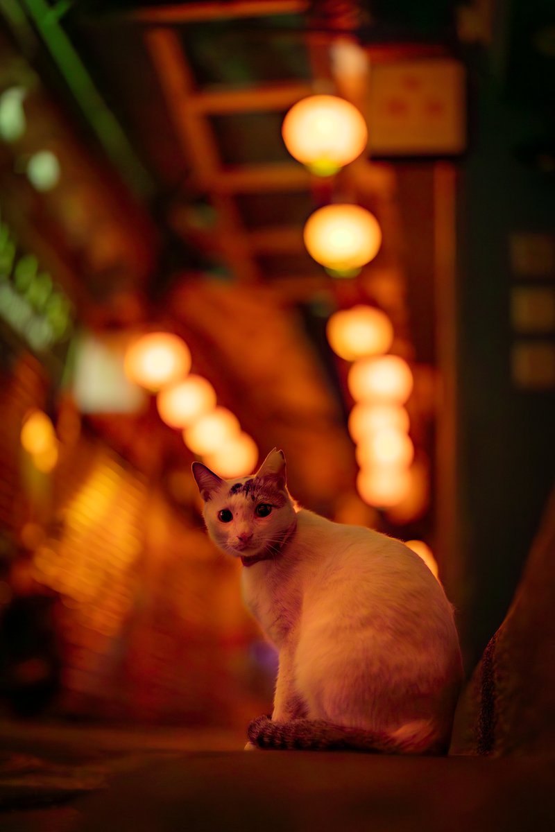 確認ページ♡にゃんことわんこ たっちぃZooにゃんこ ベンガル | リードのおみせ Catail