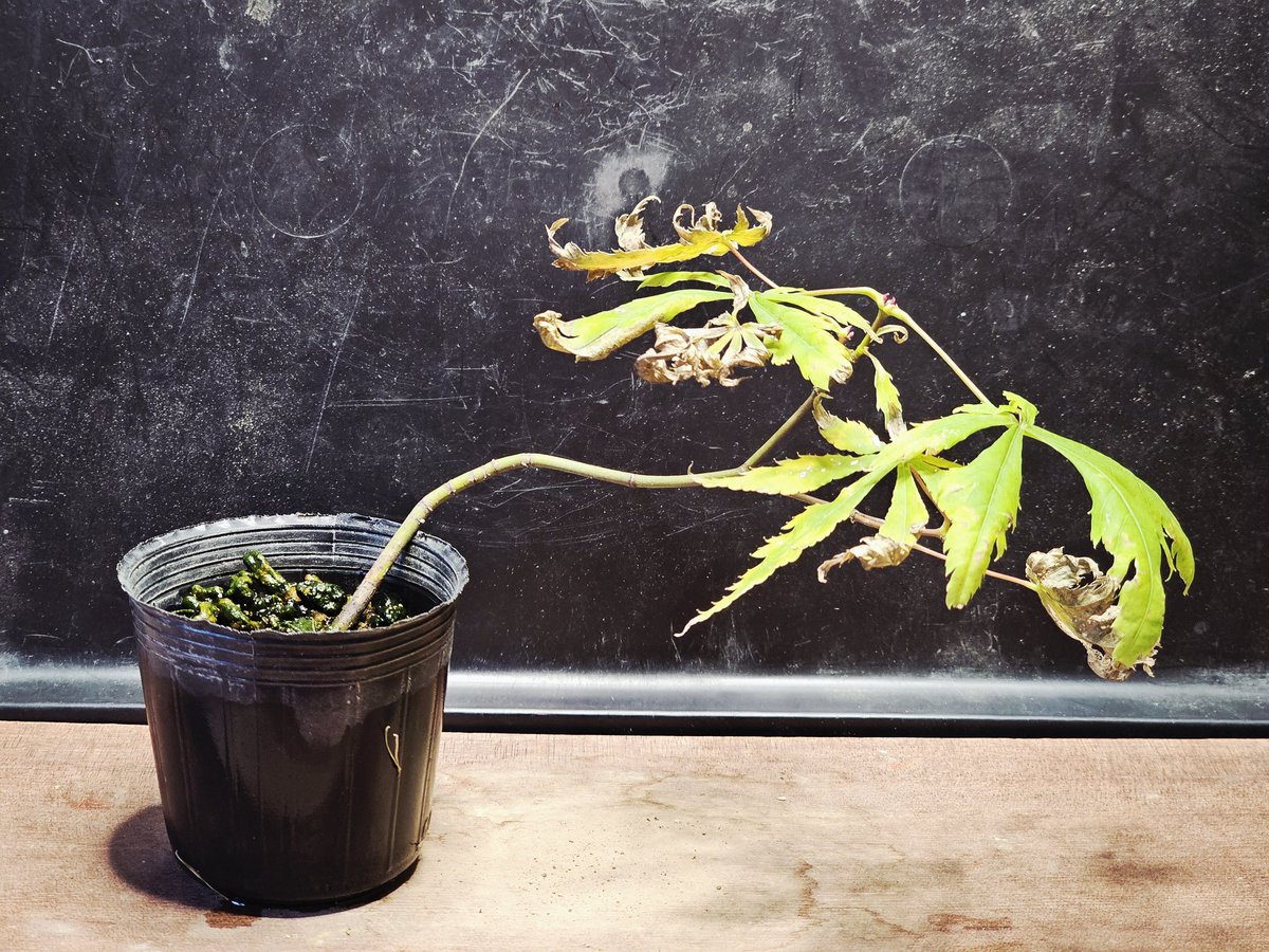 その他観葉植物 Momiji モミジ 100cm (造花 人工観葉植物 緑 和風 ガーデニング 造園