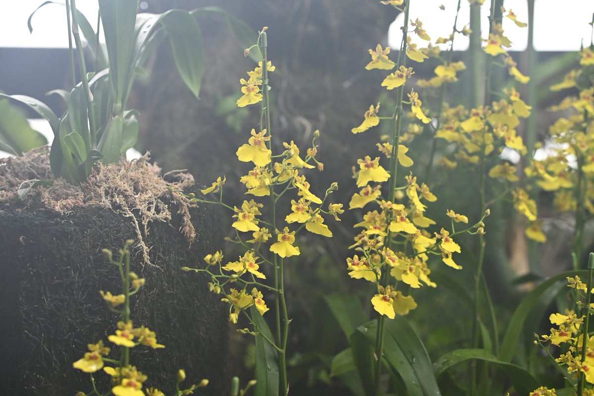 ”12◆RIE JUNKO YORU COMMUNICATE 和物リエディット Touhou Vocal] [RD-Sounds] Shin'jitsu no Uta (spanish