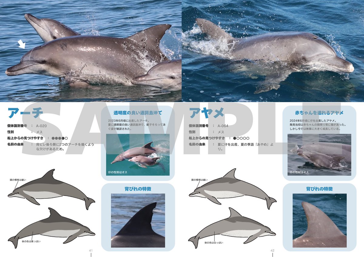 群青イルカ◆自己紹介参照 🇦🇺りきまる／Rikiya Takahashi🇳🇿 على X: 