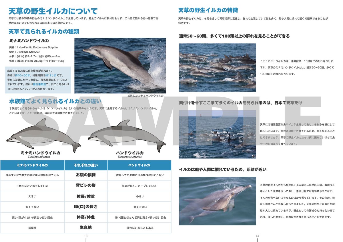 AYAKA NAGI (@ayaka__dolphin) / Posts / X