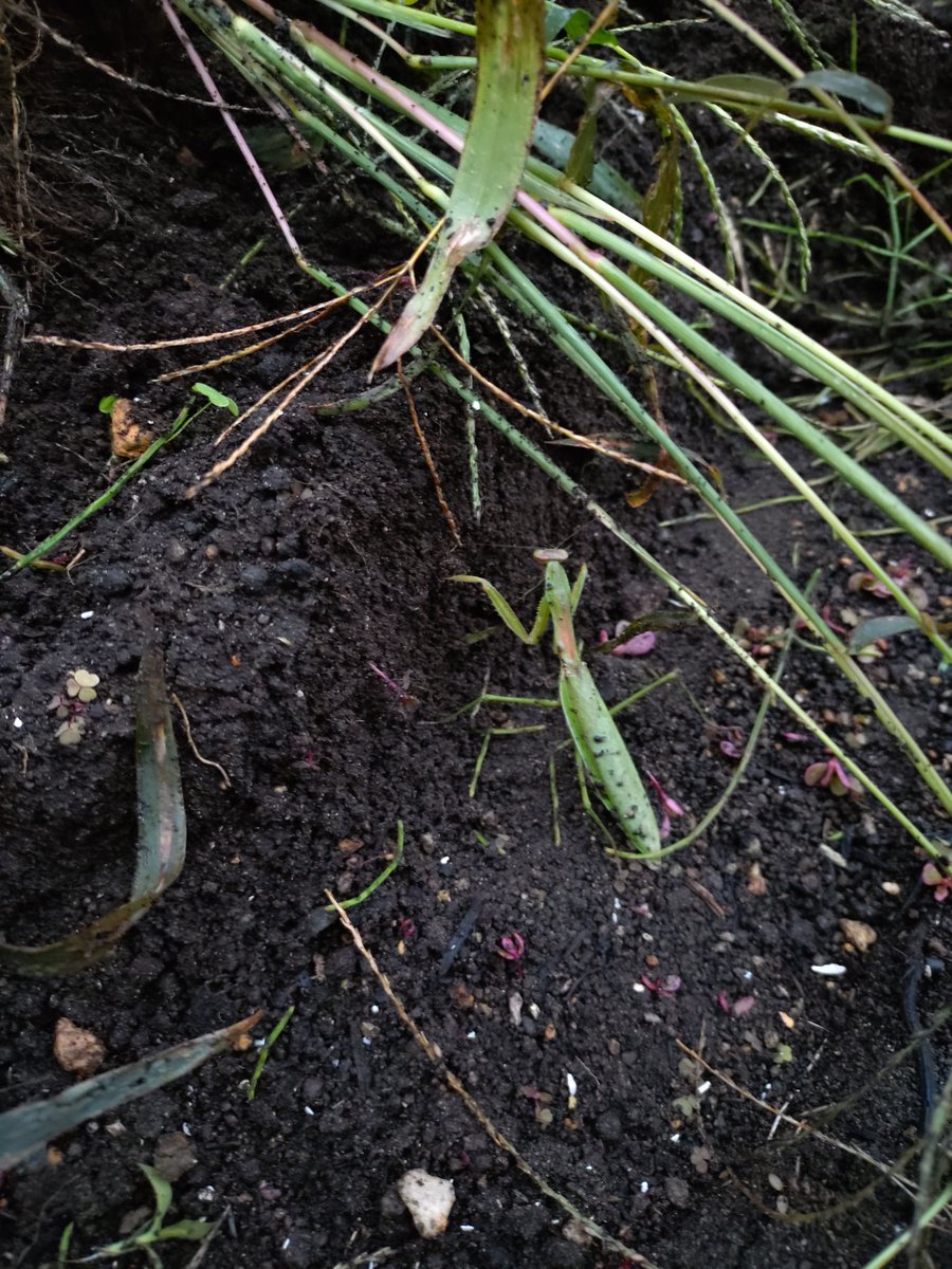 ナマケモノ (@ZE2K35f4IDRRGXK) / Posts / X