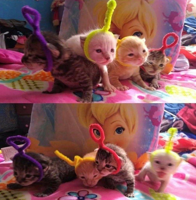Miaw's tweet image.