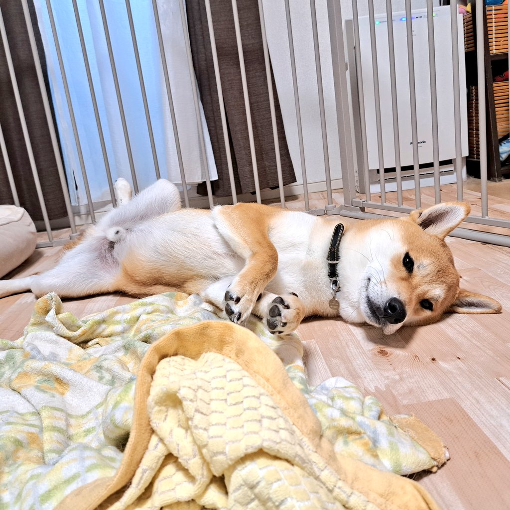 いっぬ ノリきなコペン on X