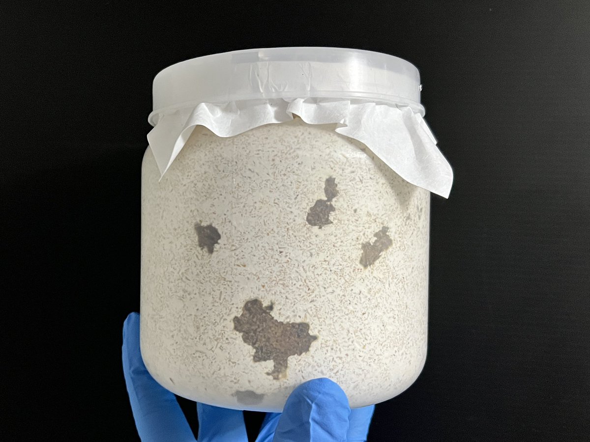 ひろとんパパさま専用⭐︎ ひろパパ on X