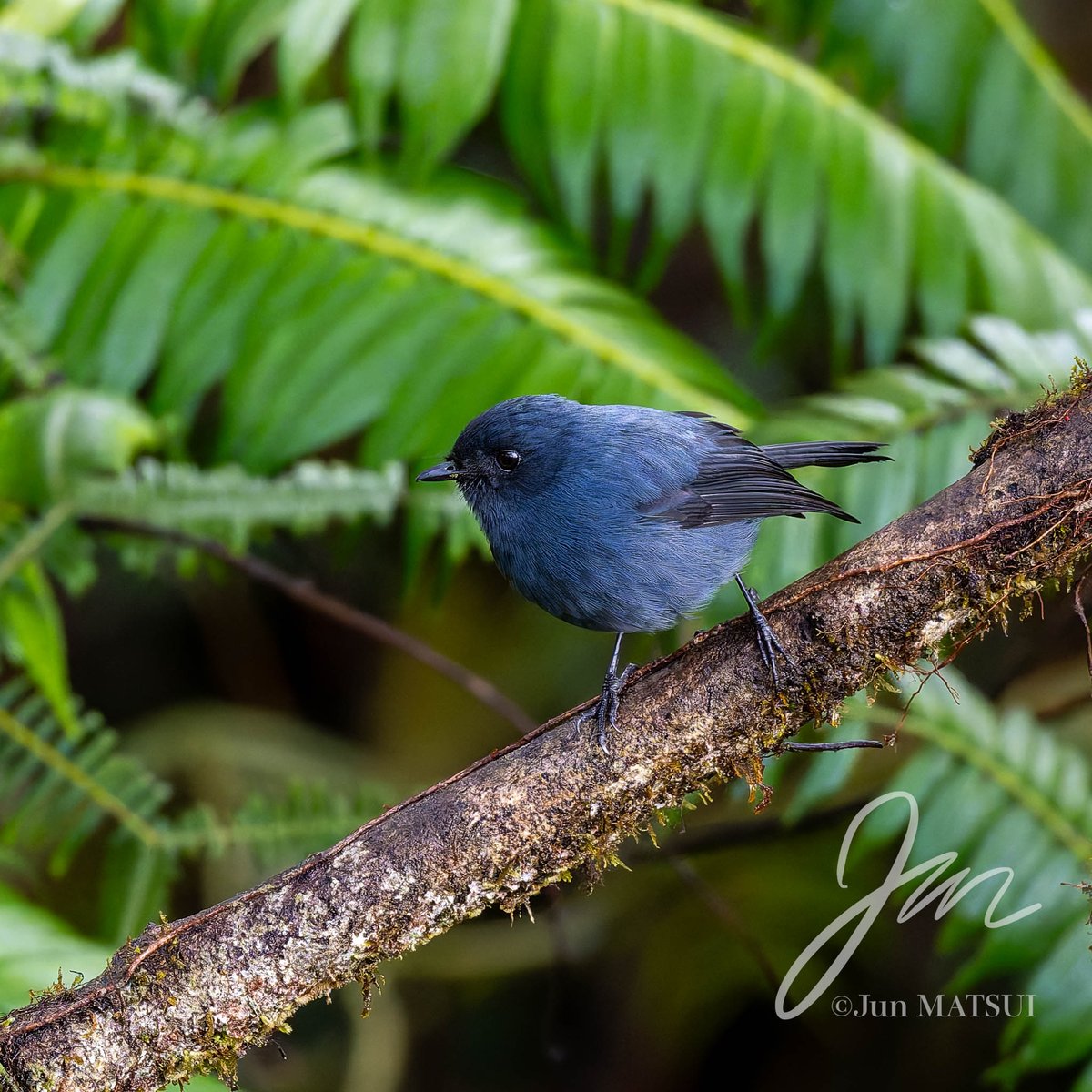 パルナシウス・パトリキウス・コッピ（1メス・中国新疆省） パルナシウス・パトリキウス・コッピ（1メス・中国新疆省