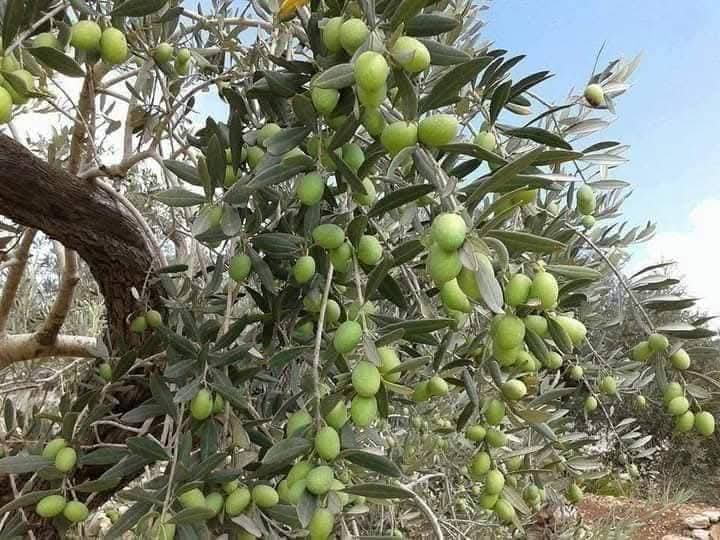 صباح الزيتون