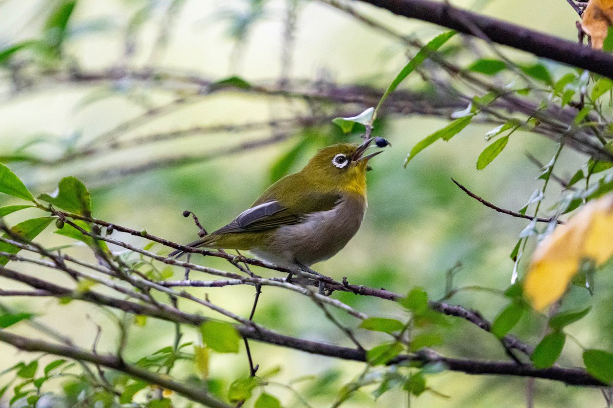 小鳥ページ しらとり𓅫 on X