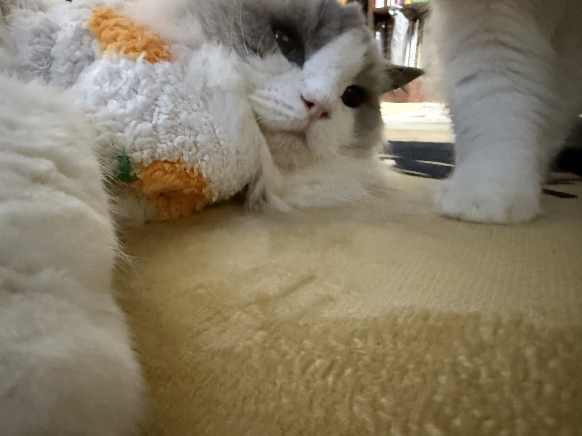 ♡樹里ページ♡ ちょちょぎれ太 on X