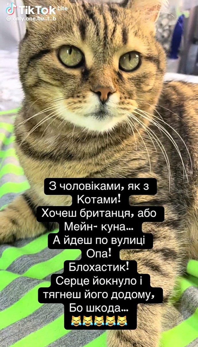 Гумова качечка 🔞 💛💙🖕 (@b_endera) on Twitter photo 