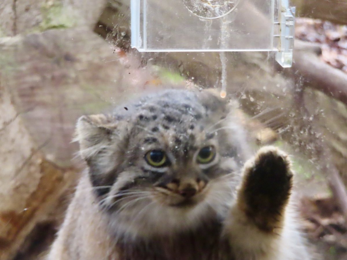 🖐️ハイッ
🍑まだ食べたいでつ🖐️