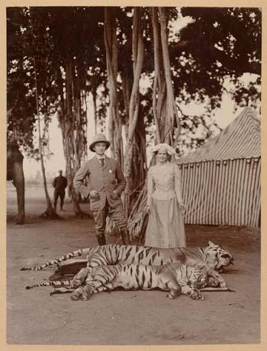 Between 1875-1925 around 80,000 tigers were killed by the Br*t*sh in India which lead to near extinction of Tigers in India.