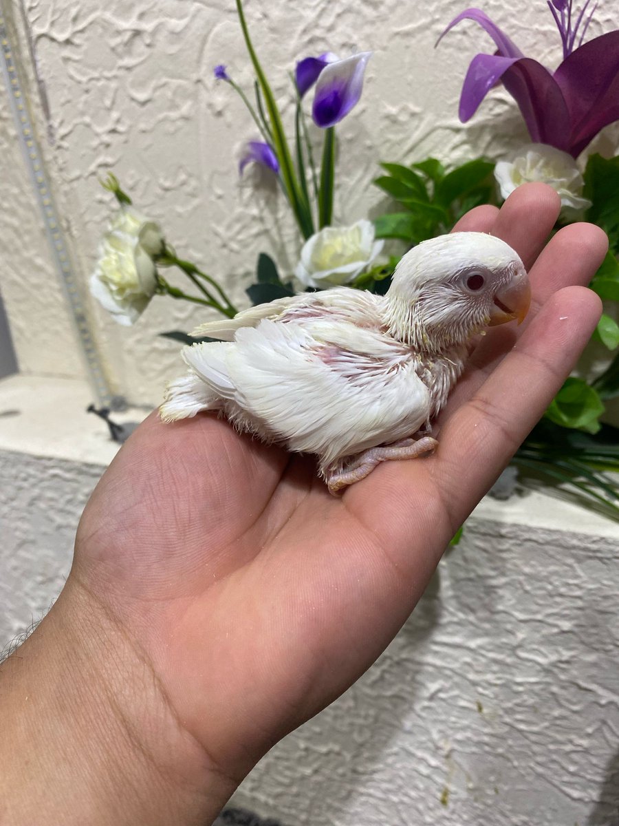 الطيور والدواجن (@birddarab) on Twitter photo 