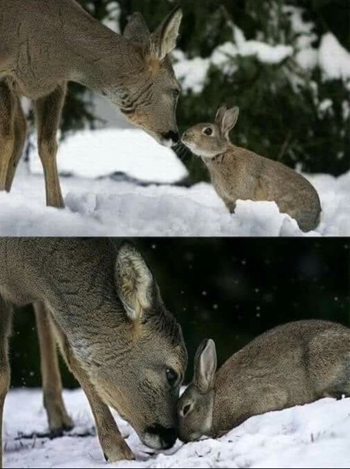 الطيور والدواجن (@birddarab) on Twitter photo 