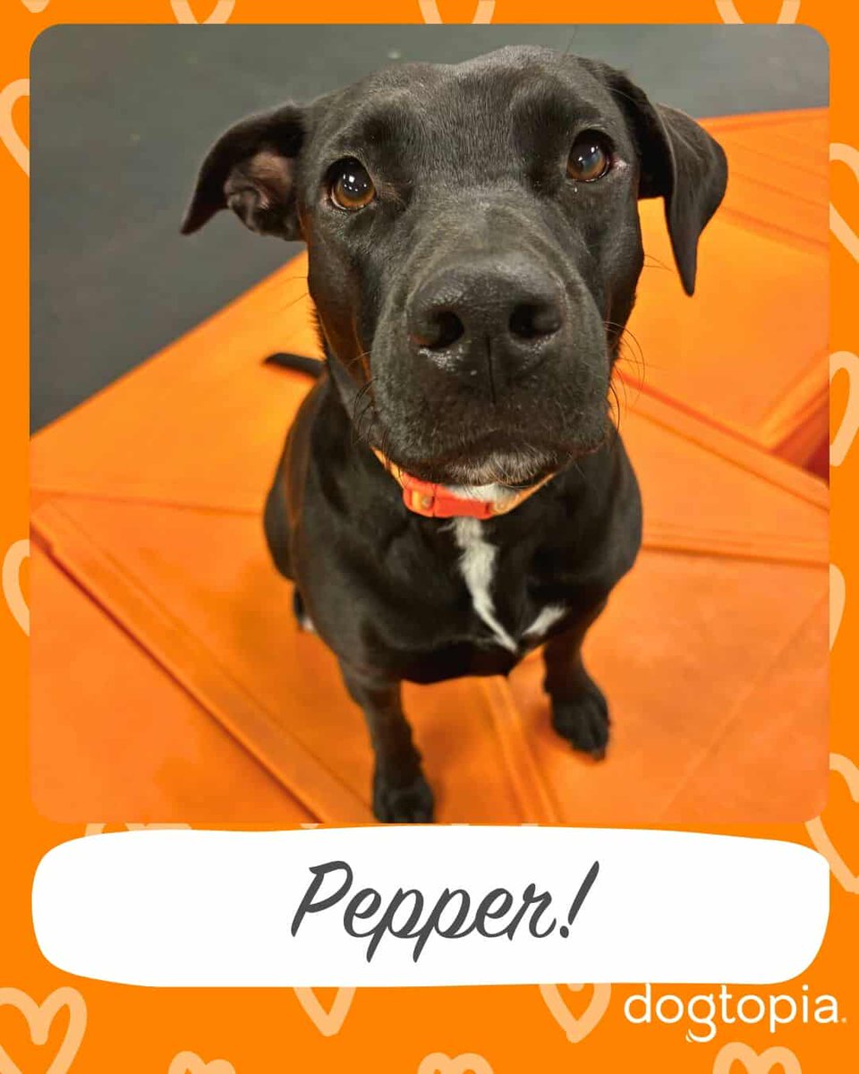 kelsey_surmacz4's tweet photo. Any friends in the Moon/Coreaopolis area, my sister's dog got loose tonight. 

Her name is Pepper. She's a black lab/pit mix with a white patch on her chest. Very skittish.

If you see her, let us know. And don't chase her. She'll run. Just sit and try to get her to come to you. https://t.co/AfSwBRhZu0