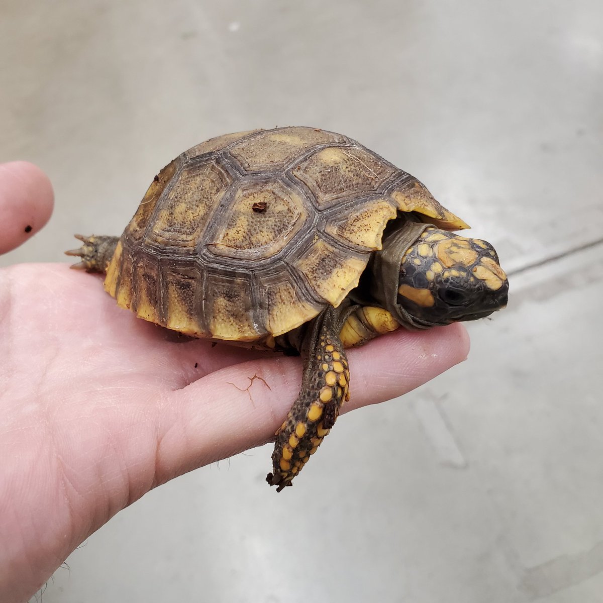 爬虫類クラブJ吉岡店 【公式】【爬虫類倶楽部】【ハチクラ】 on X