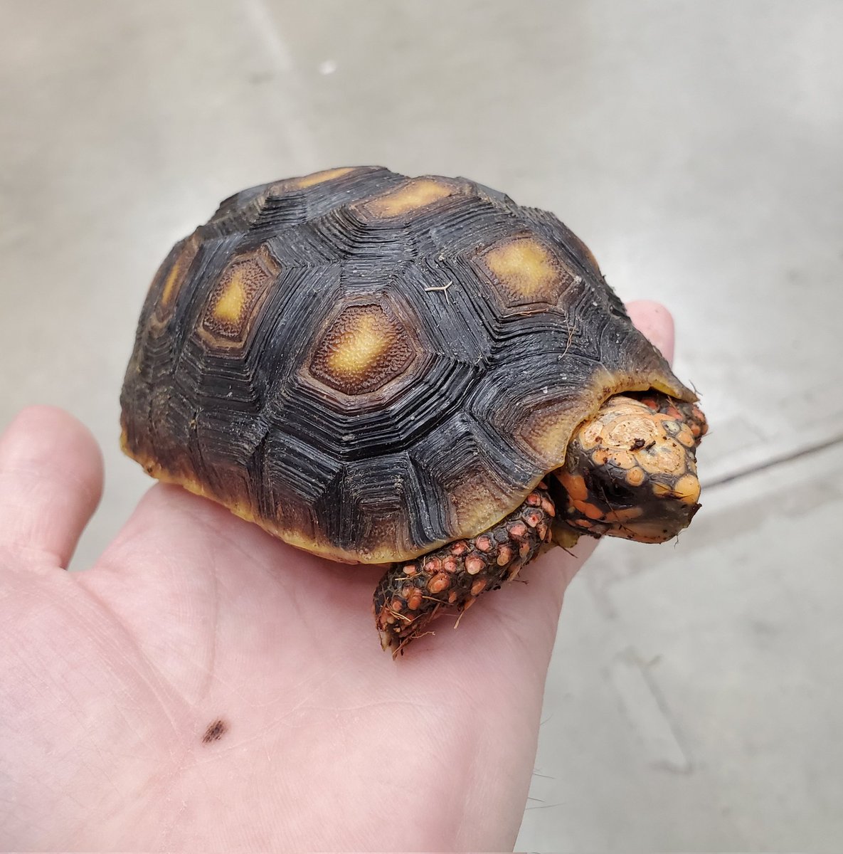 ミドリガメ様 爬虫類クラブJ吉岡店 【公式】【爬虫類倶楽部】【ハチクラ】 on X