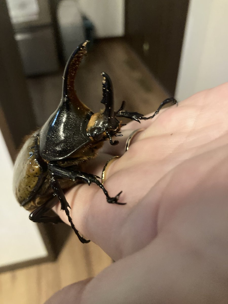 どんぐりfactory on X